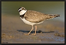 Kleine Plevier, Little Ringed Plover, Charadrius dubius Location: Wierden, the Netherlands kleine plevier MG 1088 kopie